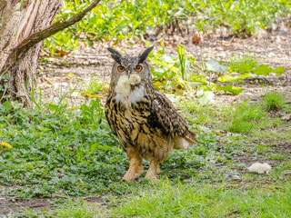 Great Horned Owl sitting on the ground with a chick in its mouth feeding, siberian eagle owl, bubo bubo sibiricus. Eating chicken sitting on the ground.