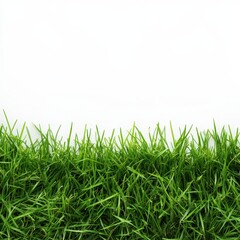 Fototapeta premium Fresh green grass border