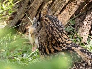 Close up of a Great Horned Owl sitting on the ground with a chick in its mouth feeding, siberian eagle owl, bubo bubo sibiricus. Eating chicken sitting on the ground.