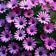 Fototapeta premium Tightly packed purple flowers create a rich tapestry , magenta, close-up, packed