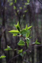 a branch with the first leaves