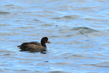 口を開けて海を漂うスズガモ
