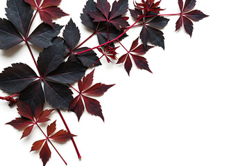 Dark Red and Burgundy Autumn Leaves on White Background