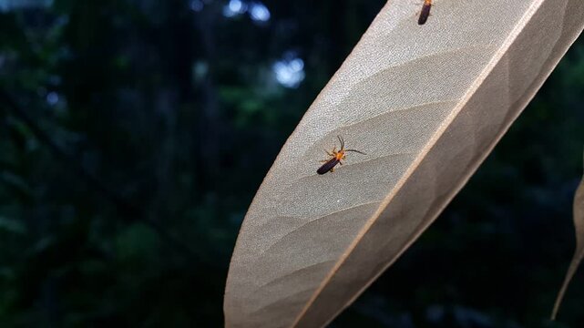 4k view of Phytoecia affinis gathering on a leaf. Perfect for documentaries in tropical rainforests and World Nature Conservation Day on July 28th.