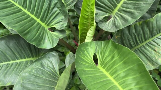 Close-up of big Philodendron erubescens leaves with glossy green surface and red stems