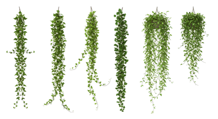Hanging Vines and Trailing Green Plants on Transparent Background

