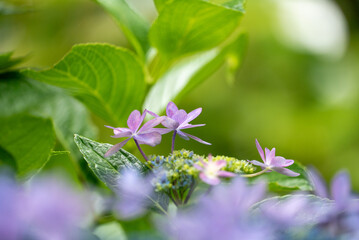 紫陽花ダンスパーティー