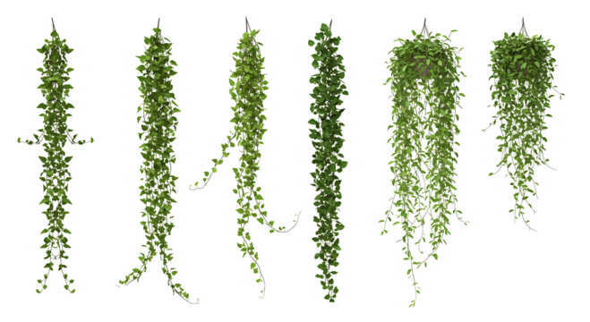 Hanging Vines and Trailing Green Plants on Transparent Background

