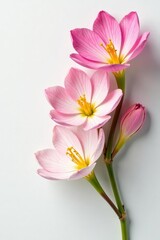 Obraz premium Delicate flower petals unfolded on white surface, spring, simplicity, flowers