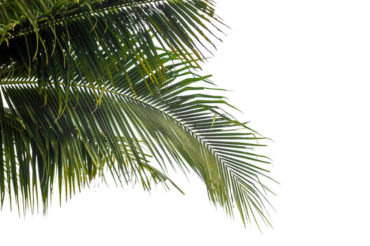 palm tree isolated on white
