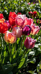 Fototapeta premium red tulips in garden