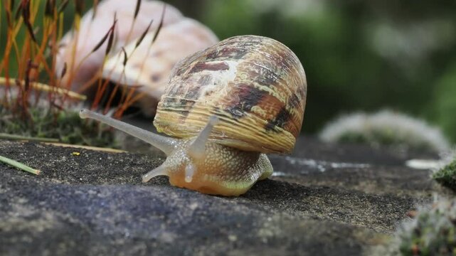 snail coming to you close up slow motion footage