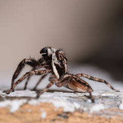 Jumping spider side profile