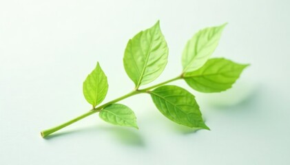 Obraz premium Single delicate sapling, vibrant green leaves, white backdrop, bright, one