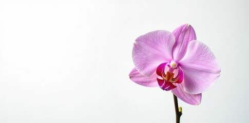 Obraz premium Single stem of delicate orchid isolated on white background, plant, bloom, botanical