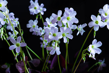 photography of Oxalis triangularis, butterfly flowers or purple shamrocks. It has a triangular leaf shape like a butterfly.