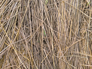 Dry rice straw background texture in the afternoon