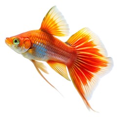 Fototapeta premium Swordtail fish isolated on white background