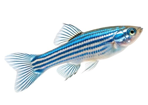 Zebrafish Zebra Barb Danio rerio freshwater aquarium fish isolated on white background