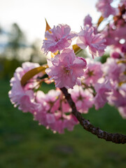 Pink flower with a pink center and pink petals