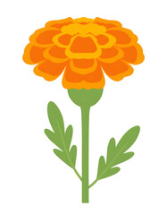 Illustration of an orange marigold flower isolated on transparent background