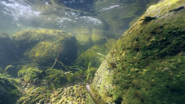 Eurasian minnows (Phoxinus phoxinus) during spawning season in a shallow river. Estonia.