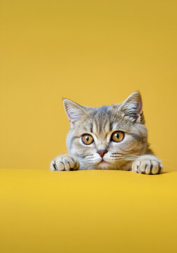 Adorable British Shorthair kitten with bright amber eyes peeking over a vibrant yellow surface, set against a solid yellow background. The curious expression and minimalist setting make this a perfect