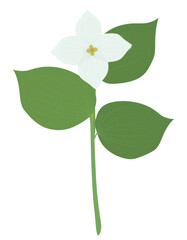 Simple flat illustration of a white trillium flower with green leaves, isolated on transparent background