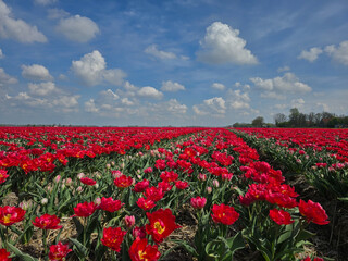 Fields filled with brilliant red tulip flowers stretch across the landscape in Flevoland,...