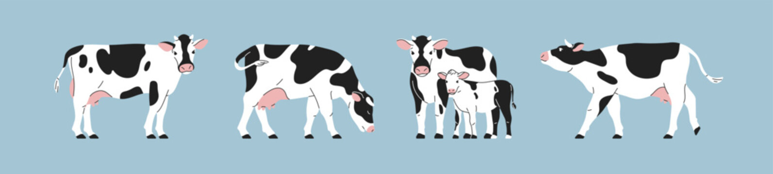 Dairy milk cow and calf, set. Domestic livestock, cute farm animals with udder and spots. Spotty Holstein breed, cattle, grazing, standing, walking, profile. Isolated flat vector illustrations