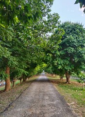 A walk through the trees in a park on a summer day