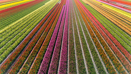 Colorful rows of tulip flowers stretch across the fields in Flevoland, Netherlands during the...