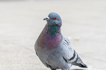Pigeon biset (Columba livia) sur la place d'Arles