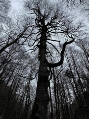 árbol en paisaje nevado 