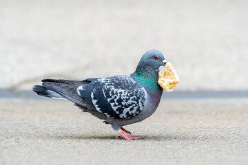 Pigeon biset (Columba livia) avec un bout de pain dans le bec sur la place d'Arles