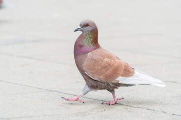 Pigeon biset (Columba livia) sur la place d'Arles