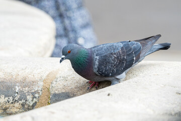 Pigeon biset (Columba livia) sur la place d'Arles