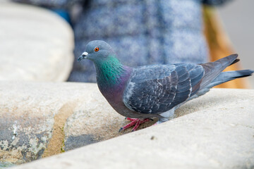 Pigeon biset (Columba livia) sur la place d'Arles