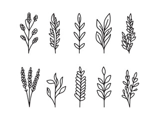 Elegant millet ears linear sketch vector graphic