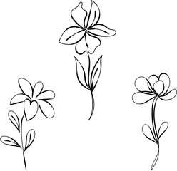 Three Simple Line Drawing Flowers Botanical Illustration