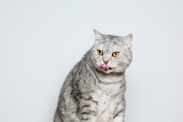 Beautiful adult cat is lick his mouth with tongue, white background