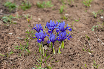 Spring flowers - netted irises grow in a flowerbed