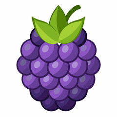 grapes vector illustration