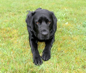 labrador noir au jardin