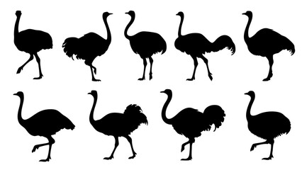 set of ostrich silhouette vector on white background