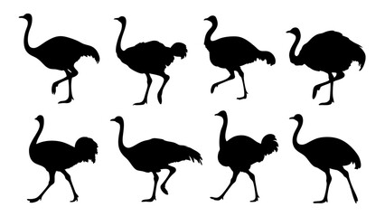 set of ostrich silhouette vector on white background