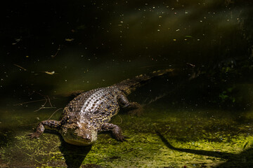 Dorosły krokodyl nilowy (Crocodylus) odpoczywający na brzegu zbiornika wodnego. Kenia, Afryka © Kamil_k2p