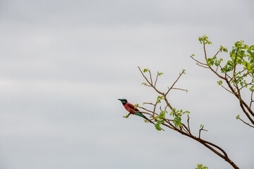 Żołna karminowa (Merops nubicoides) siedząca na gałęzi, mały kolorowy ptak zamieszkujący tereny sawanny, Park Narodowy Tsavo i rezerwat wzgórz Taita, Kenia, Afryka © Kamil_k2p