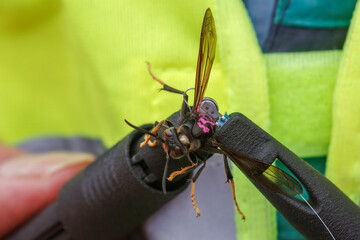 Asian hornet receives a transmitter for nest tracking and research purposes