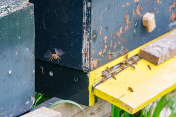 Asian hornet threatens honeybee hive while hovering near entrance during midday hours in a garden